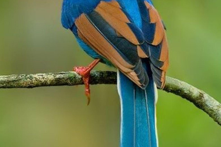 Muthurajawela Bird Watching Boat Tour & Colombo City Tour Tour from Bentota, Ahungalla, Hikkaduwa