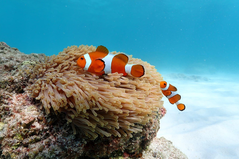 Experiência de dia inteiro de mergulho com snorkel saindo de BangkokDe Bangkok: Passeio de mergulho com snorkel na Baía de Samae Sarn com almoço