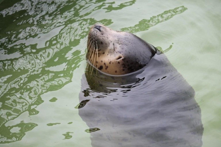 Hokkaido│Kurodake Ropeway, Asahiyama Zoo Autumn Leaves Tour