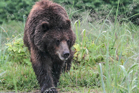 From Juneau: Pack Creek Bear Viewing Adventure Private Pack Creek Bear Viewing Adventure