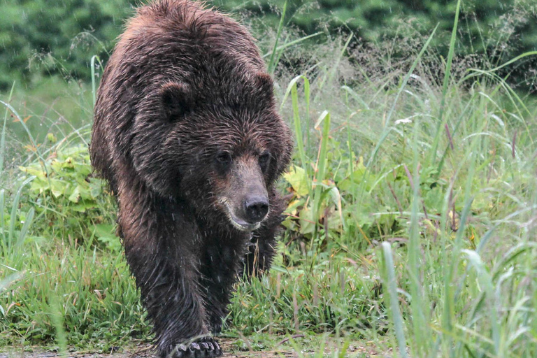 From Juneau: Pack Creek Bear Viewing Adventure Private Pack Creek Bear Viewing Adventure