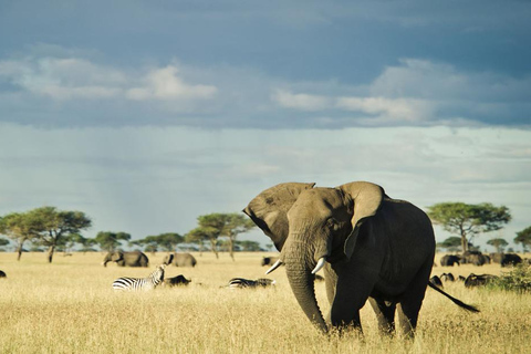 From Zanzibar:Mikumi Safari Day Trip with Flights and Lunch