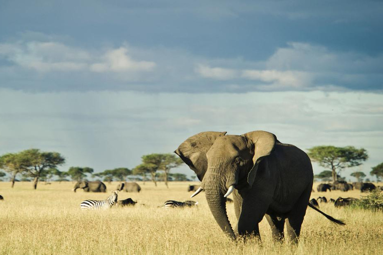 From Zanzibar:Mikumi Safari Day Trip with Flights and Lunch
