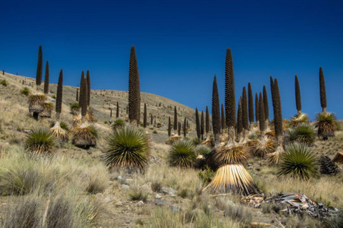 Huaraz: Nevado Pastoruri + Puya Raymondi-skogen