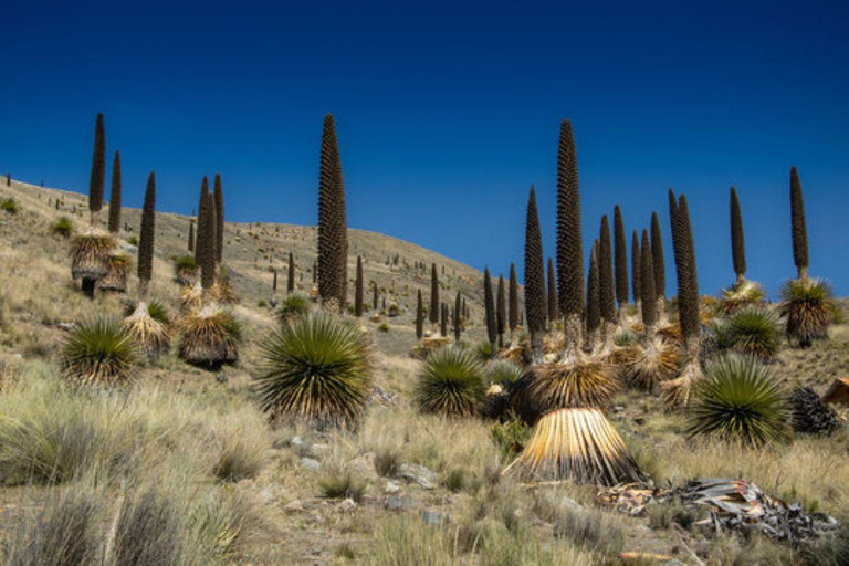 Huaraz: Nevado Pastoruri + Bosque de Puya Raymondi