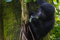 3 días Gorilla Trekking en Uganda - Housity