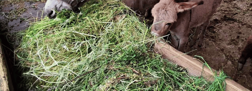 Depuis Bar : visite de la ferme d'ânes
