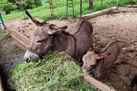 From Budva: Tour of Donkey Farm