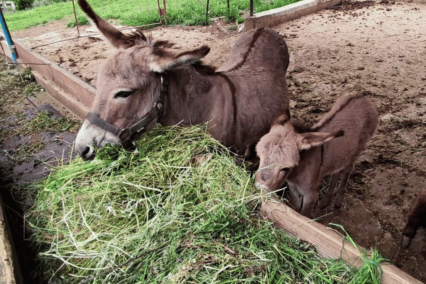 From Bar: Tour of Donkey Farm