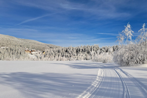 1.5-Hour Private Dog Sledding Tour in Harghita County