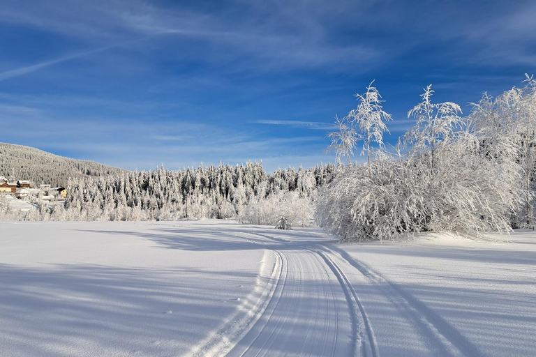 1.5-Hour Private Dog Sledding Tour in Harghita County