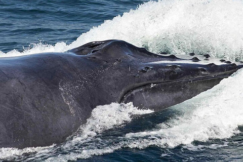 Punta Cana: Private Samaná Whale Watching Day Trip