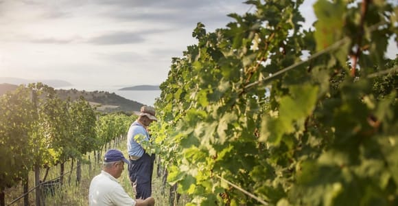 Evening of Wine and Scenic Views in Skiathos
