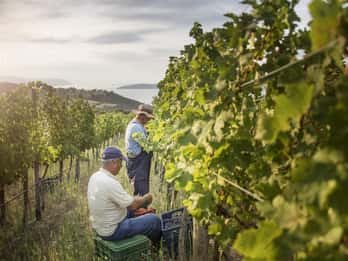 Evening of Wine and Scenic Views in Skiathos