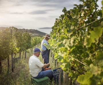 Velada de vino y vistas panorámicas en Skiathos