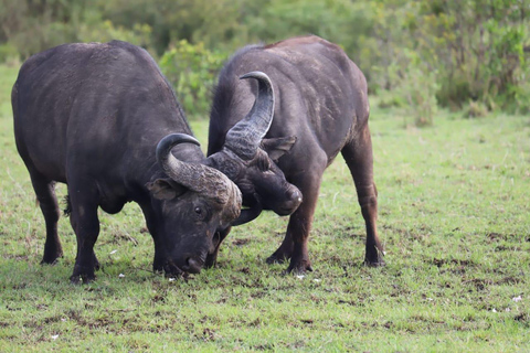 Nairobi park afternoon game drive with free airport pick up.