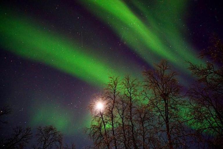 Tromsø: Slitta sulla neve con pelli di renna e bevande calde.