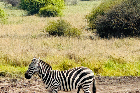 Nairobi Park Safari, Sheldrick's Orphanage & Giraffe Center Shared Drive in Open-Roof Van Game Drive