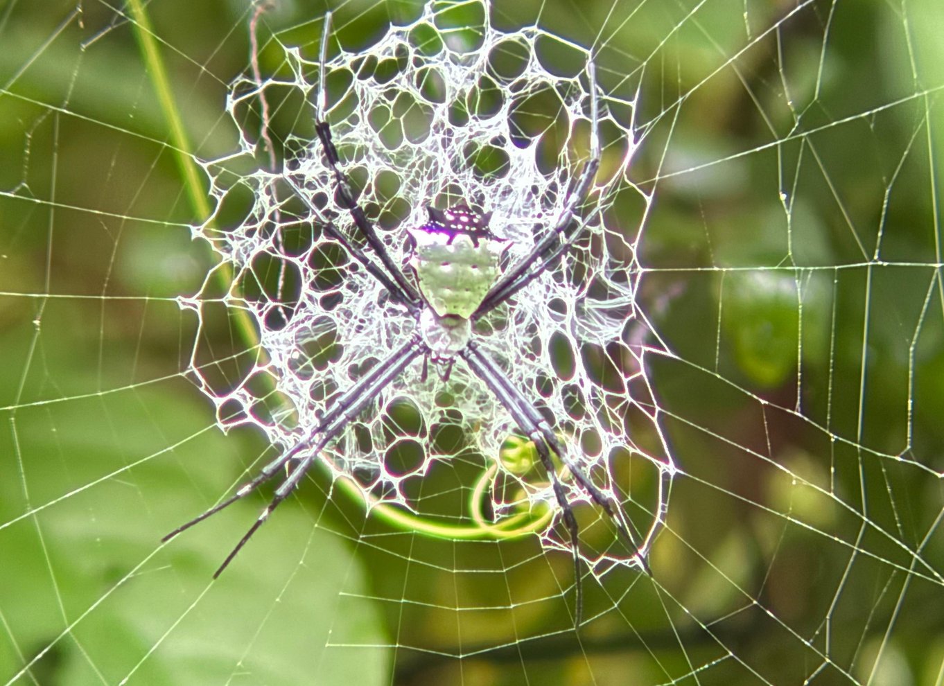 Manuel Antonio Nationalpark: Guidet tur med ENTRÉ INKLUDERET