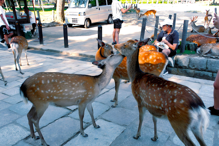 Osaka/Kyoto: Passeio em pequenos grupos pelo Património Mundial da UNESCO de Quioto e NaraPartida de Quioto