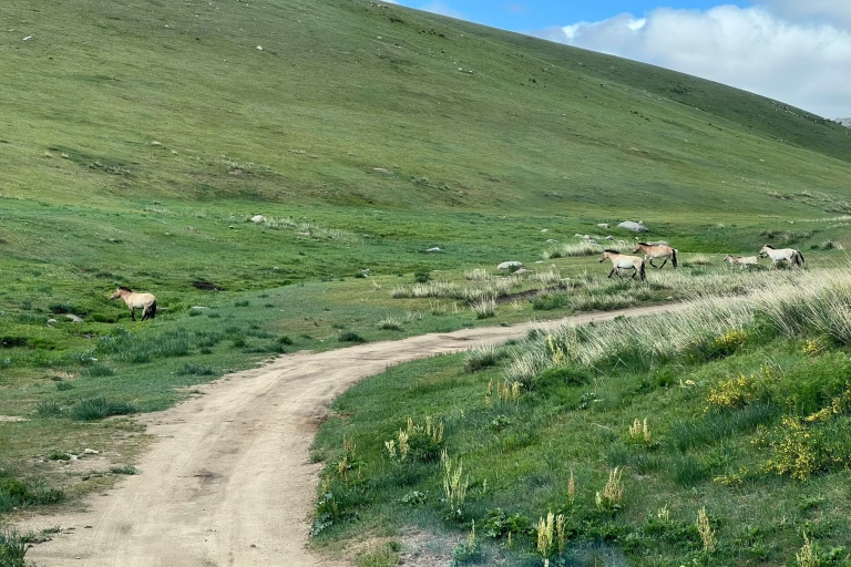 Semi Gobi overnachting met nomade en Khustai nationaal park