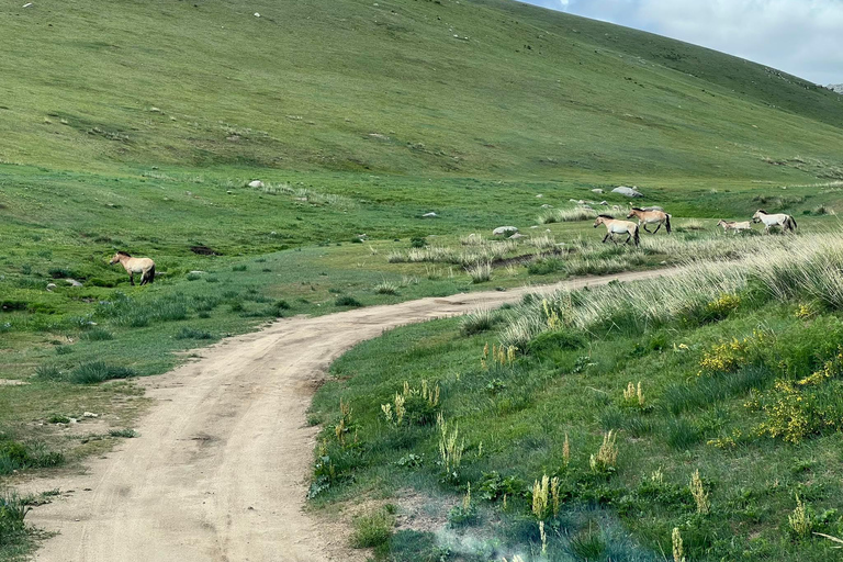 Noche en el Semi Gobi con un nómada y el parque nacional de Khustai