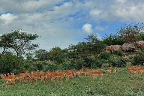 3 Days, 2 nights safari to Samburu National Reserve 3 Days private safari in a 4x4 Landcruiser jeep