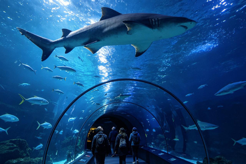 Sydney Aquarium: Sharks, Dugongs & Ocean Secrets