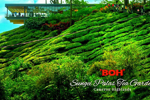 Penang: Cameron Highlands 3D2N Trip Private Group Tour