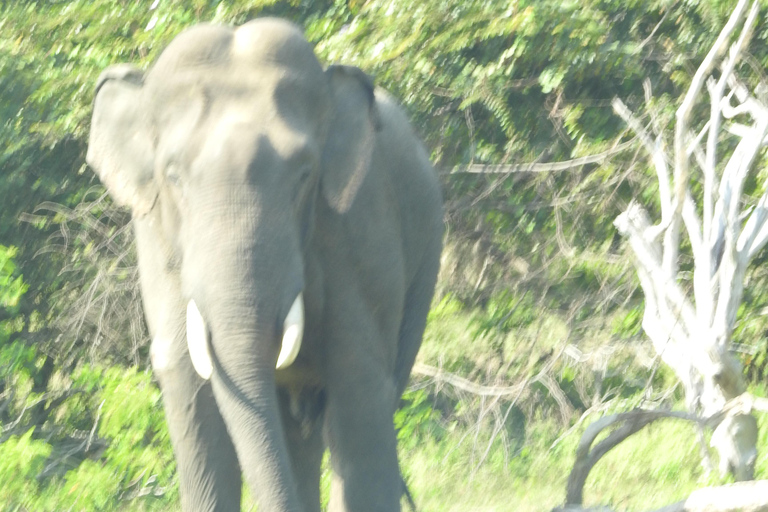 From Ella & Yala Safari and drop Waligama, Mirissa, Tangalle Yala Leopard and Elephants safari Full day