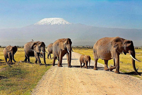 Au départ de Nairobi : Safari de 2 jours dans le parc national d&#039;Amboseli