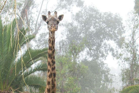 Elephant Orphanage and Giraffe Center Tour
