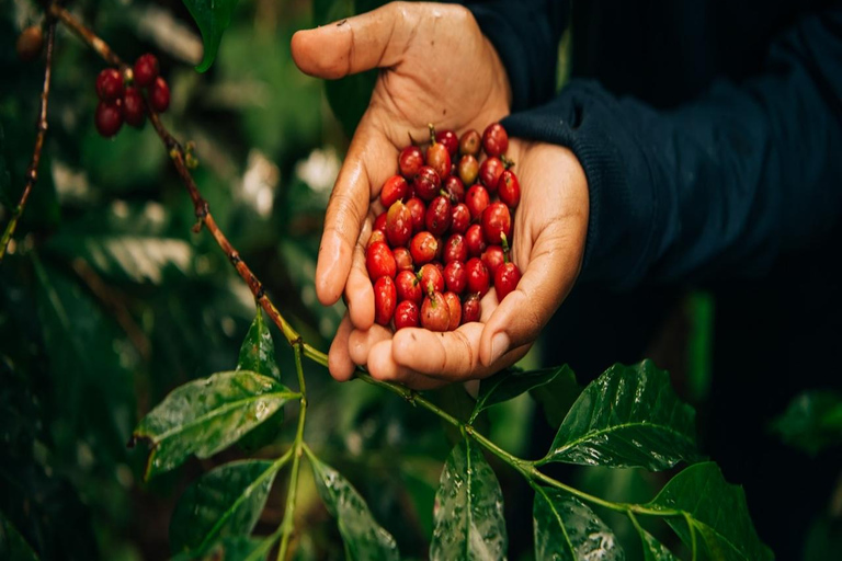 3-Day Coffee Farm & Local Culture Experience in Yirgalem