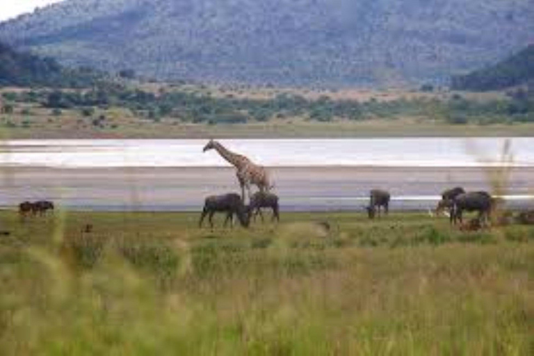 Pilanesberg Big Five Safari from Johannesburg with Open Jeep
