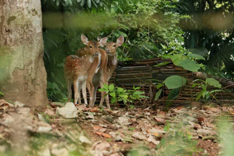Colombo: Spotted Deer Tour with Meal and Hotel Transfer
