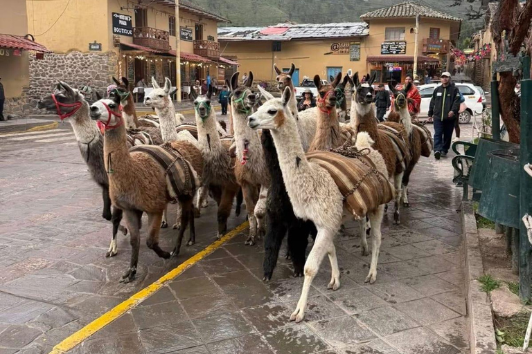 Ollantaytambo: Guided Llama Walk with Farm Visit