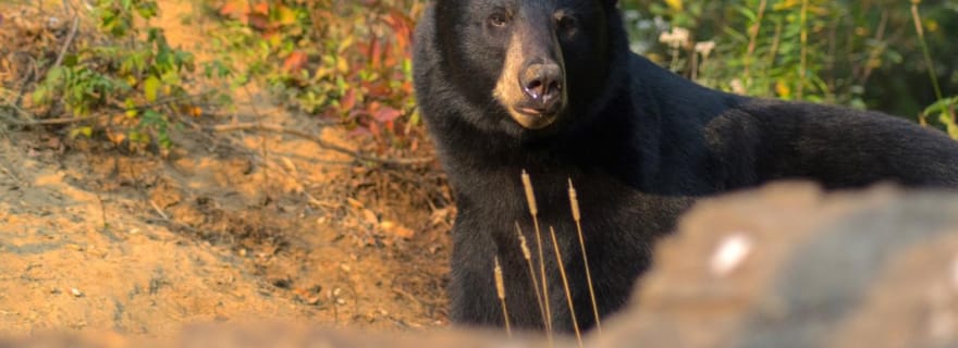 15 min. Tadoussac : Observation de l'ours noir avec un guide expert