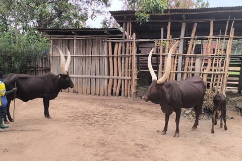 Kigali - Nyungwe: 2 Days Nyungwe Chimpanzee Trekking Tour