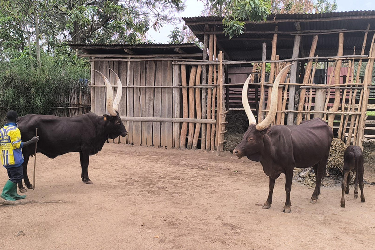 Kigali - Nyungwe: 2 Days Nyungwe Chimpanzee Trekking Tour