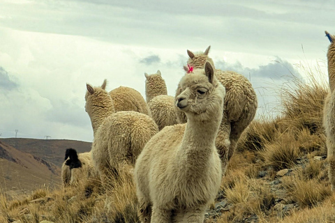 Wanderung Charquini und Lagunen von Huayna Potosí (Westseite)Wandern in Charquini und Lagunen von Huayna Potosí (Westseite)