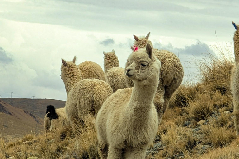 Wanderung Charquini und Lagunen von Huayna Potosí (Westseite)Wandern in Charquini und Lagunen von Huayna Potosí (Westseite)
