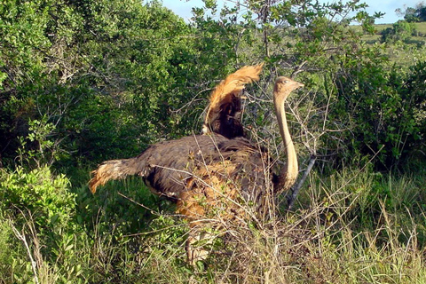 Diani: Guided day trip to Shimba Hills Reserve with lunch
