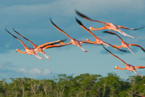 From Merida: Sightseeing tour to Celestún, Flamenco Route, Mangroves, and Estuary From Merida: Tour to Celestun, Flamenco Route, Mangroves, and Estuary