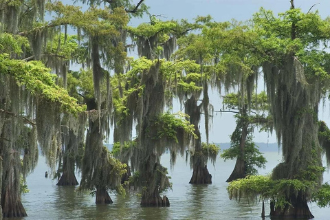 La Nouvelle-Orléans : Visite guidée des marais en ponton avec observation de la faune et de la floreSans prise en charge