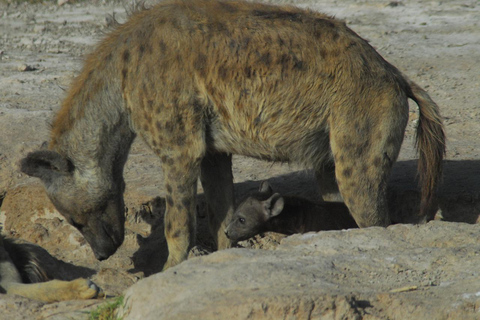 Vanuit Mombasa: 5-daagse safari naar Tsavo West, Amboseli en ...