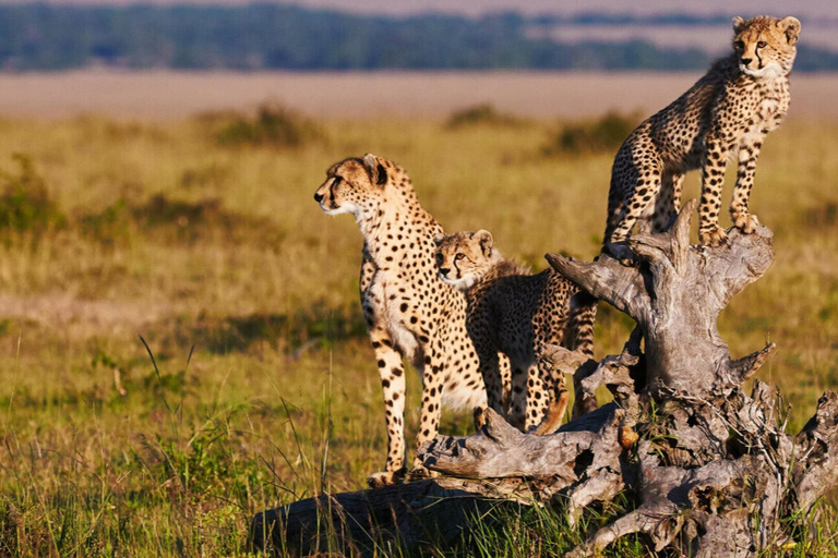 Red Elephants & Kilimanjaro Views: 3-day Tsavo East/Amboseli