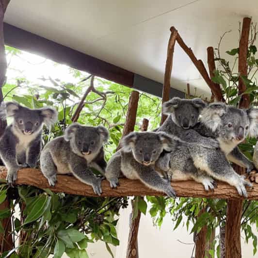 From Brisbane to Gold Coast: Transfer with sightseeing