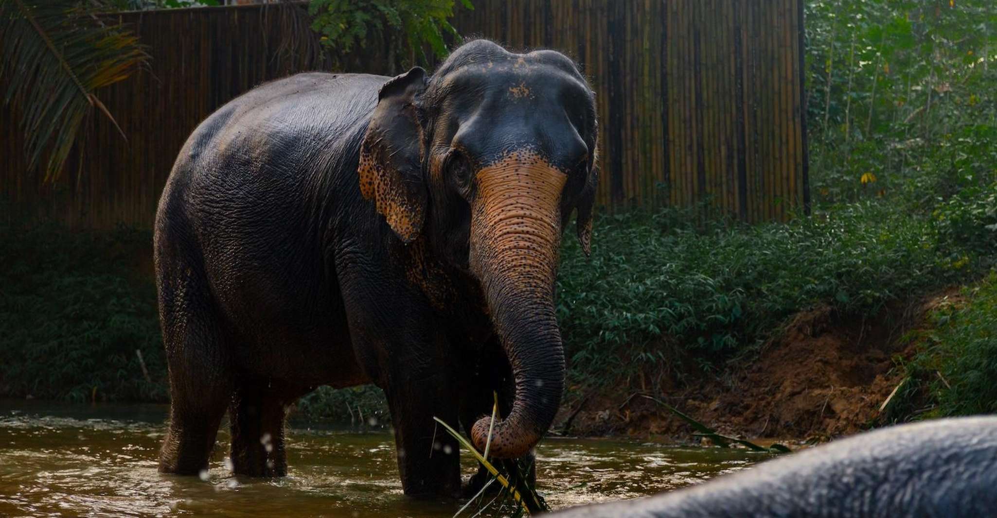Khao Lak, 2 ore Elephant Sanctuary Eco-Walk con guida - Hizvo
