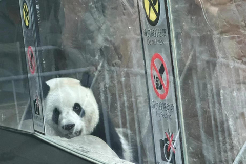 Viagem particular à Grande Muralha + Casa de Panda com motorista inglêsPartida da estação ferroviária de Beijing