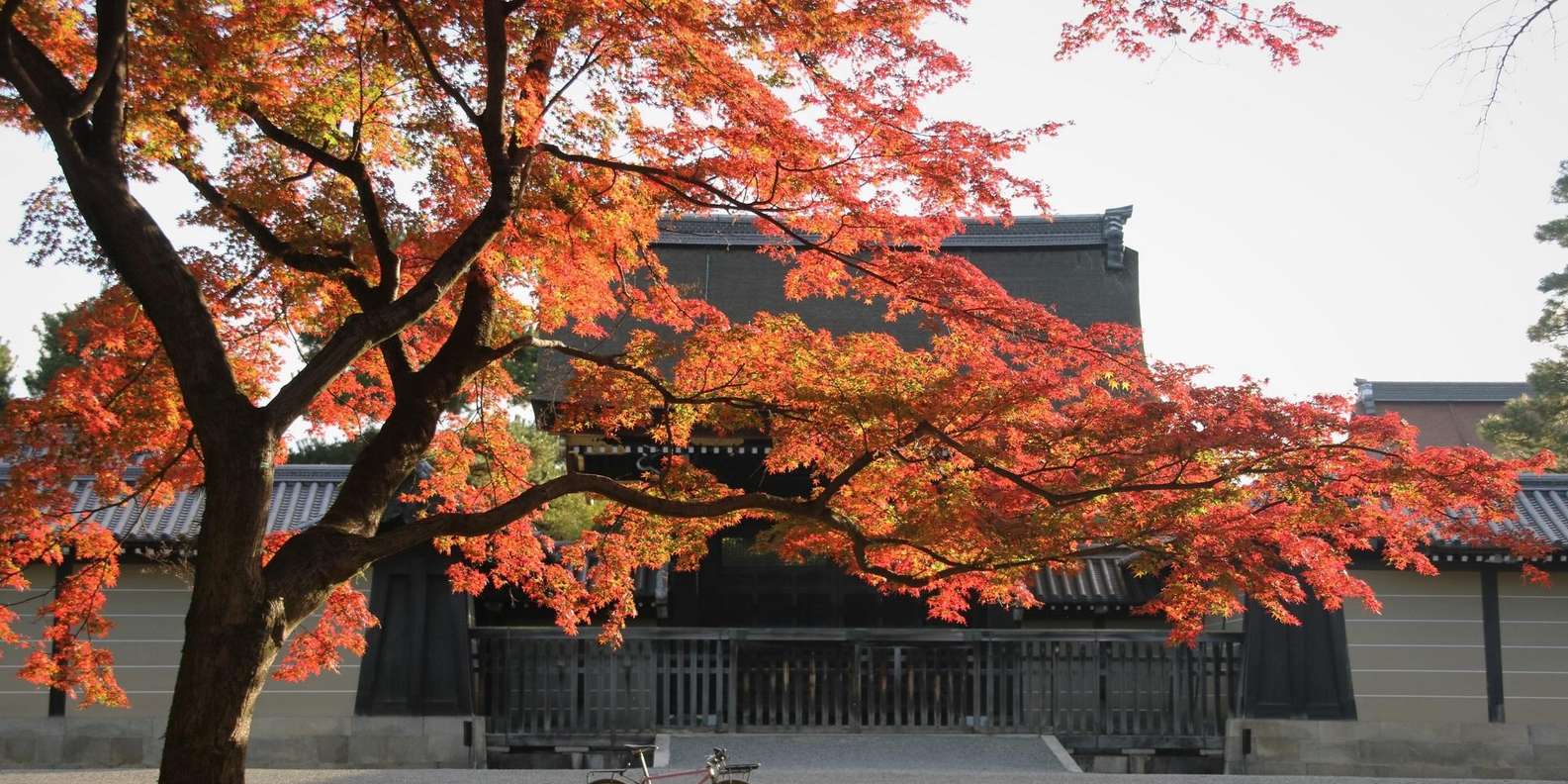 Kyoto experience — temples, geisha, bamboo grove — image 7
